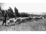 Traditional Palestine shepherds lead their sheep daily to rest at noon in a quiet pasture and to a safe drinking place in the evening. The sheep know their shepherd`s voice. An early photograph.
